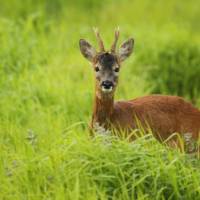 Young-roe-buck-springtime Young-roe-buck-springtime