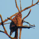 falco-animali-parco-bologna